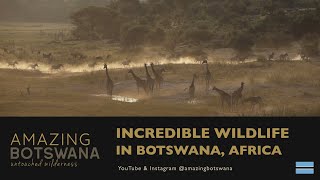 Incredible Wildlife in Botswana Africa [upl. by Melliw]