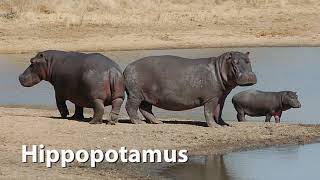 Hippopotamus Sounds [upl. by Dolphin]