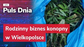 Rodzinny biznes konopny w Wielkopolsce [upl. by Hafirahs]