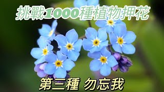 挑戰1000種植物押花 第三種 忘れな草 勿忘我 [upl. by Blatman609]