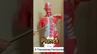 what is transversehorizontal planeplanesGeneral AnatomyBD chaurasia [upl. by Anires]