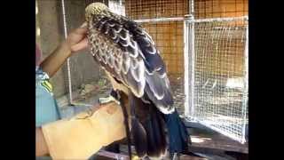 Brahminy kite Sky training [upl. by Atiuqel]