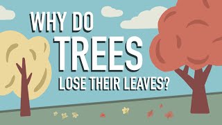 Why Do Trees Lose their Leaves [upl. by Harden]