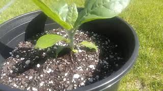 A tip for getting your nicotiana rustica to grow quicker as a seedling read description [upl. by Yelwah]