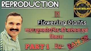 Development of female gametophyte part1मादा युग्मकोदभिद की संरचना एवं विकास  class12 in hindi [upl. by Savvas]