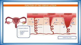 The Chamber of Secrets Endometrial Preparation and Embryo Transfer [upl. by Durrace]