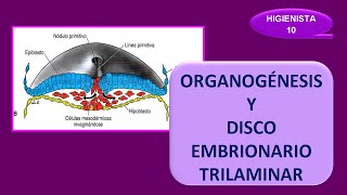 DISCO embrionario TRILAMINAR Y ORGANOGÉNESIS FORMACIÓN de la CABEZA y las estructuras faciales [upl. by Faro]