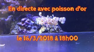 En directe avec Poisson dor le 1632018 à 18h00 [upl. by Harms222]