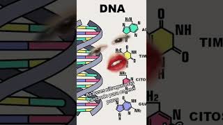 As bases nitrogenadas se amam dna basenitrogenada diewithasmile [upl. by Ahsilav146]