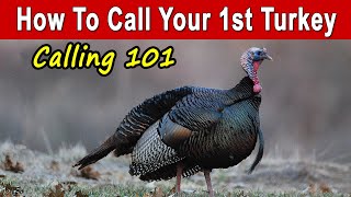 How To Call Turkeys For Beginners amp Basic Calling Strategy [upl. by Linson271]