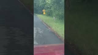 Roo in the road Kangaroo caught on camera by drivers in Collinsville [upl. by Dolf]