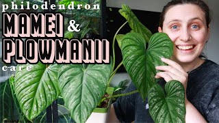 Philodendron Mamei amp Plowmanii Care🪴 how to care for terrestrial philodendron [upl. by Anilrats244]