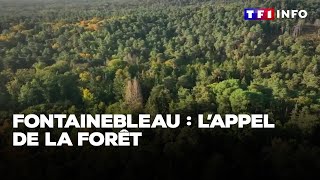 Fontainebleau  lappel de la forêt [upl. by Aznerol990]