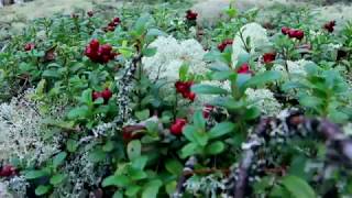 LINGONBERRY PICKING IN FINLAND  Virtual Outdoors Finland [upl. by Zacks537]