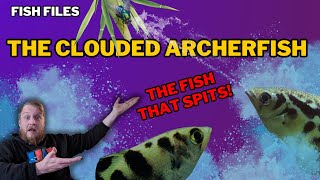 Freshwater Archerfish EVERYTHING you need to know Complete care guide [upl. by Trefler401]