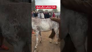 اكسبلور driouch خيل الدارالبيضاء الجاليةالمغربية الخيل rif alhoceima حصان nador [upl. by Eckel309]