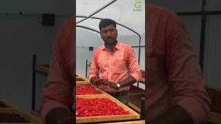 Roses Drying at Solar Dryer in Ulavapadu roses flowers dryer drying trending valueaddition [upl. by Naujed]