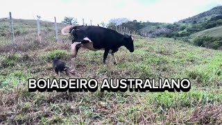 O DIA TERMINANDO EU E O BILY O BOIADEIRO AUSTRALIANO POR AQUI NA LUTA BOIADEIROAUSTRALIANO [upl. by Janetta329]