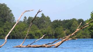 Belted Kingfisher Dive [upl. by Christan]