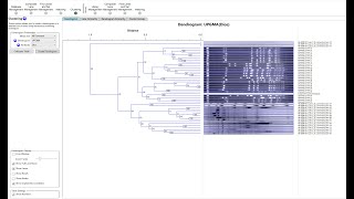 How to Create DendrogramsPhylogenetic Trees in PFGESDSPAGEWestern Blot [upl. by Liddle]