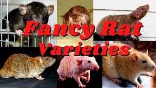 Meet the 7 Unique Rat Types From the Fluffy Dumbo to the Glossy Satin [upl. by Ahsemik]