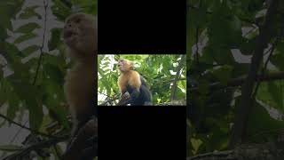 Gibbons howling  Gibbon call animals cute [upl. by Anaidiriv]