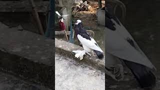 Pouter pigeon fancypigeon jharkhand westbengal biharonly for showviralshorts [upl. by Wojcik686]