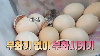 집에서 병아리 부화시키기 1탄부화시키기가 가장 쉬웠어요 도토리맨 [upl. by Eylsel]