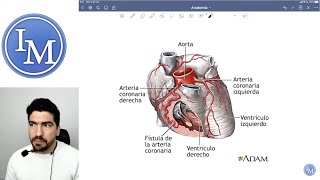 Anatomía  Sistema Cardiovascular  Inductivo a la Facultad de Medicina [upl. by Takken277]