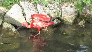 WELTVOGELPARK WALSRODE  VOGELPARK WALSRODE [upl. by Nehgam]