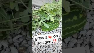 🤯My Family and I accidentally grew a Watermelon🍉🤣 tiktok share like comment subscribe fyp [upl. by Ahsil]