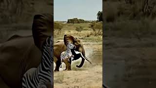 Will the zebra survive Elephant zebra wild anim animals wildlife [upl. by Henarat]