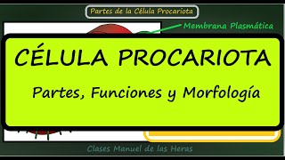 La Célula Procariota Partes y Funciones Morfología Bacterias Biología Células [upl. by Eico]