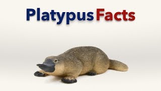 Platypus Facts [upl. by Zemaj]