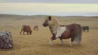 Moonwalking Pony TV Commercial 3 Mobile  UK TV ADVERT [upl. by Madda120]