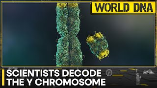 Researchers fully sequence the Y chromosome for the first time  World DNA  Latest News  WION [upl. by Yared634]