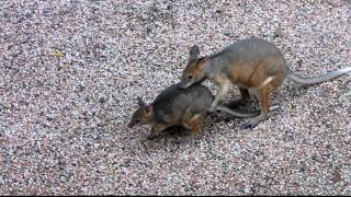 pademelon courtship [upl. by Ateiram]