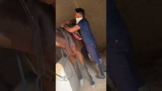 I am preparing my horse for riding🤠⭐horseridinghorseequestrianbestfriendytshort [upl. by Thill653]