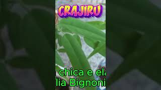 CRAJIRU PLANTA MEDICINAL DIVERSOS BENEFÍCIOS [upl. by Argyle]