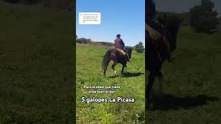 5 GALOPES LA PICAZA 🤠🐎🇺🇾✅love horse vida de campo foryou shorts [upl. by Allayne712]