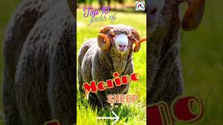 Top 10 facts of Merino Sheep Breed  Sheep Breeds  Shorts [upl. by Kentigerma184]