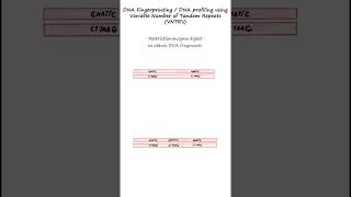 DNA profiling or DNA fingerprinting using RFLPs and VNTR probes genetics biology forensics [upl. by Ulrica652]