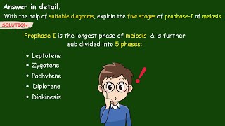 explain the five stages of prophase 1 of meiosis  Stages of Prophase 1  Leptotene biology ssc [upl. by Argile]