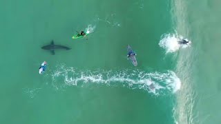 Weißer Hai mischt sich unter Surfer in Südafrika  AFP [upl. by Echikson30]