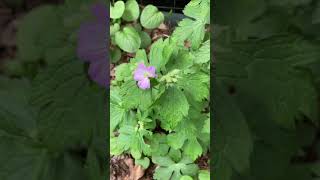 Plant Spotlight  Wild Geranium Geranium maculatum [upl. by Aeneas233]