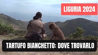 Tartufo bianchetto 2024 liguria descrizione habitat ideale [upl. by Doane102]