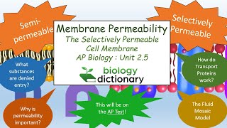 25 Membrane Permeability  AP Biology [upl. by Filippa]