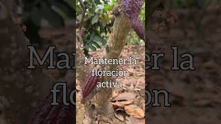 Curiosidad del cultivo de cacao [upl. by Lamoureux]