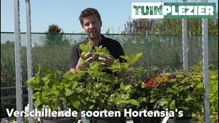 Verschillende soorten Hortensias  TUINPLEZIER [upl. by Steward]