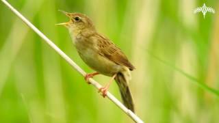 Vroege Vogels  Zingende sprinkhaanzanger [upl. by Leeke44]